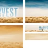 thanksgiving A person stands in a field, gazing at the large text "THE HARVEST," symbolizing faith and community in service.
