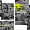 each one, reach one Yellow sheep stands out among a crowd of gray sheep, emphasizing the message "each one, reach one" for community outreach.