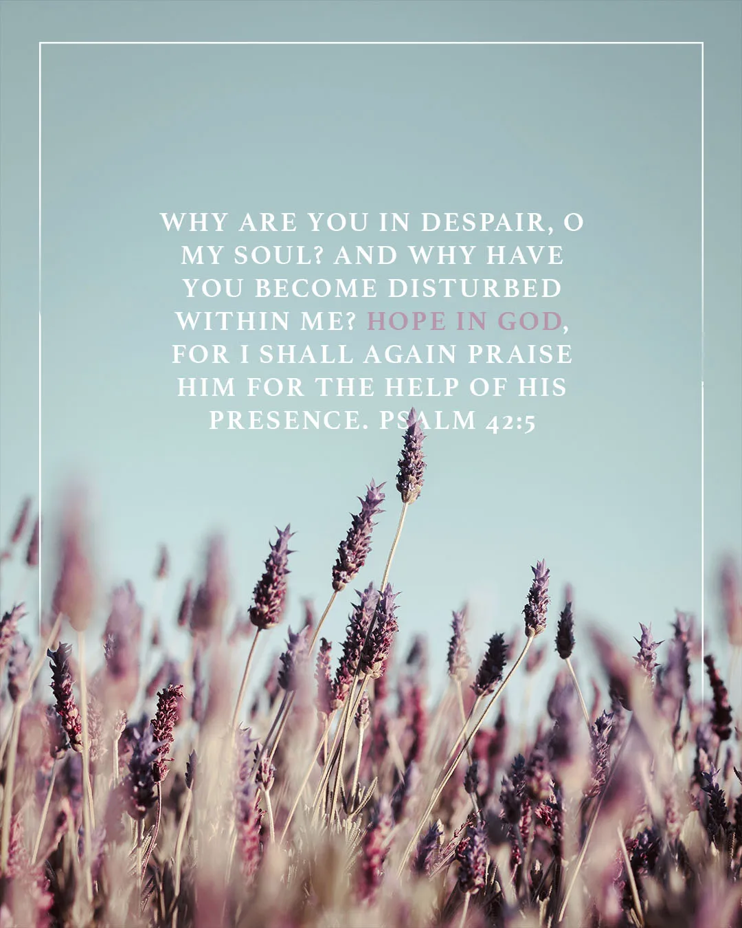 Photo-driven social media template with lavender field background and white border featuring Psalm 42:5 Bible verse about hoping in God during despair with purple highlighted text