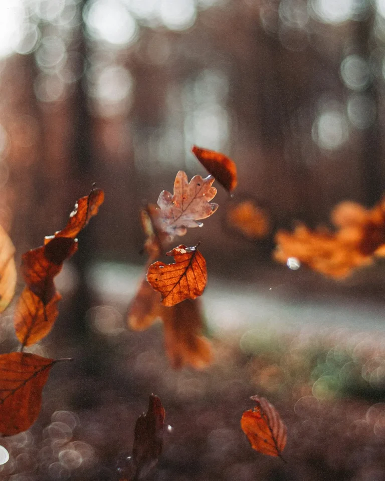 Falling autumn leaves symbolize change and renewal, reflecting God's creation and the beauty of the seasons.