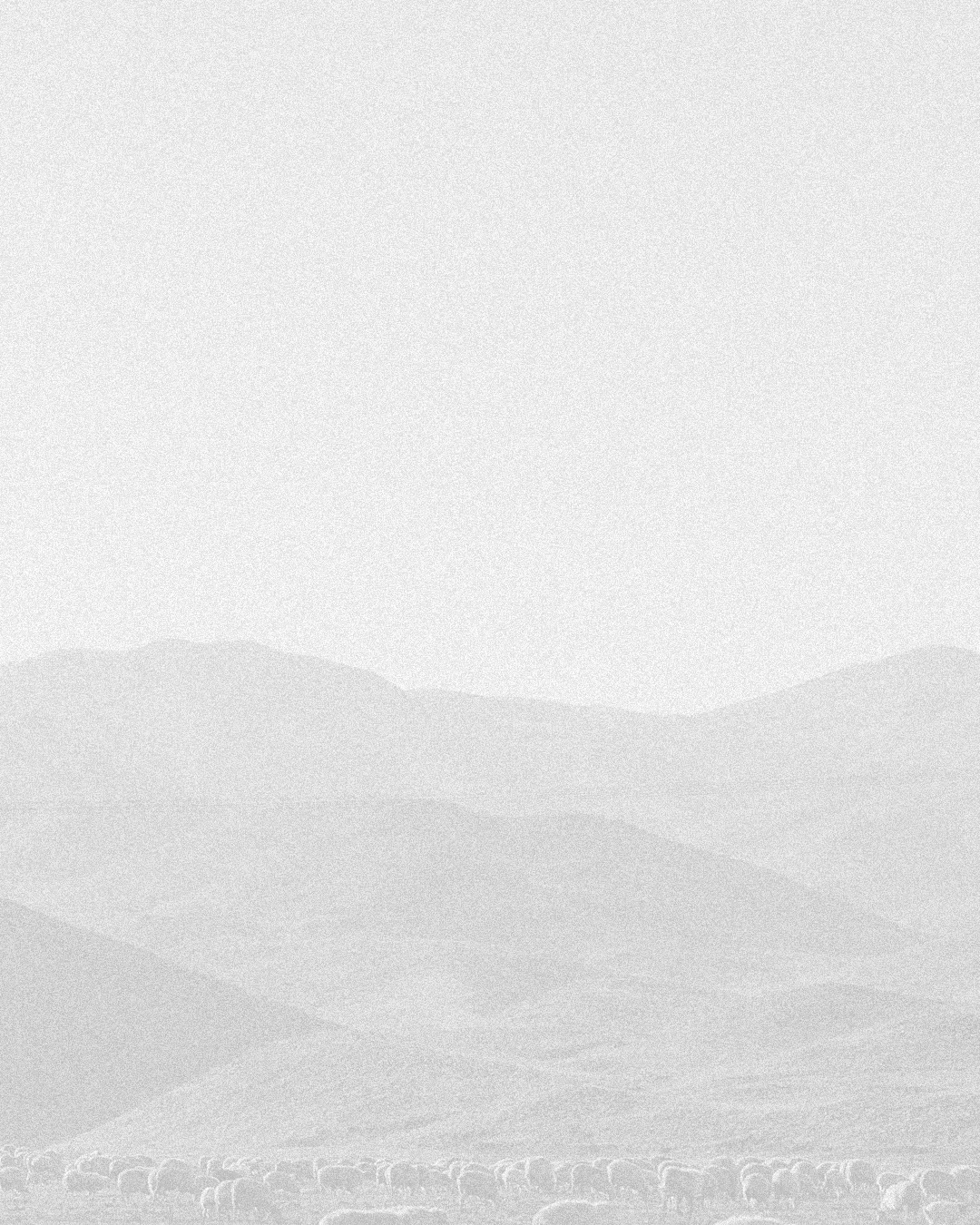 Serene landscape with sheep grazing, symbolizing pastoral care and faith in community and God's provision.