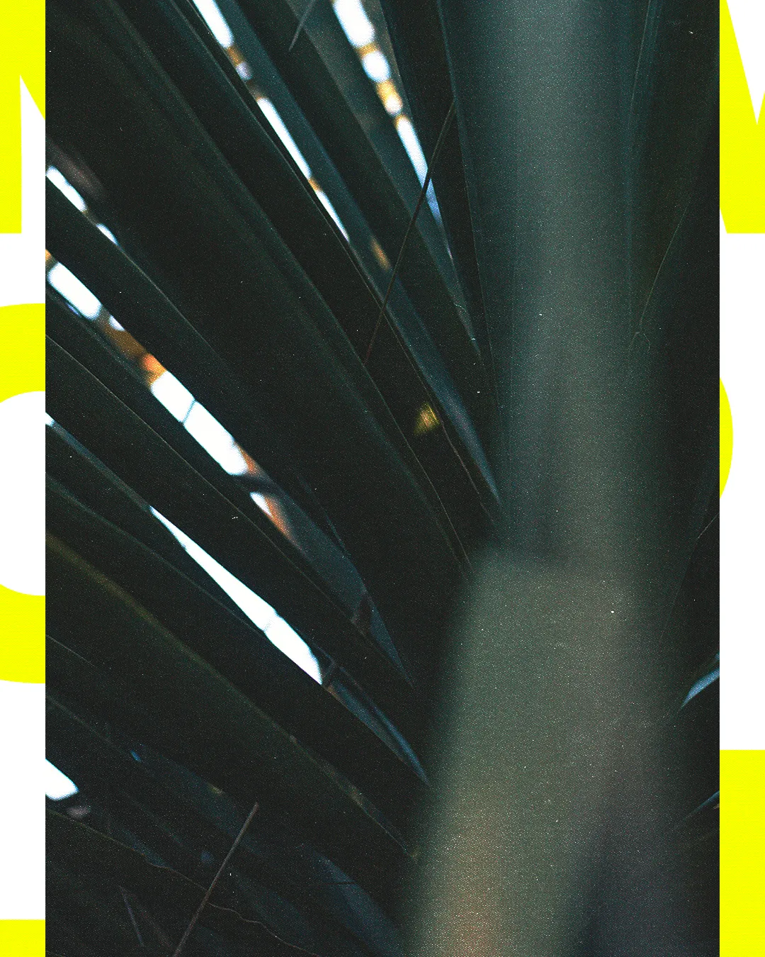 Lush green palm leaves symbolize faith and renewal, framed by vibrant yellow text, evoking a sense of worship and community.