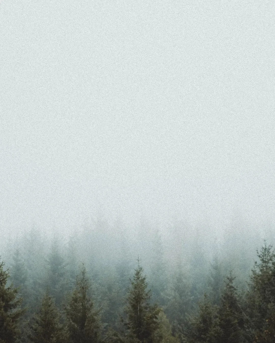 Misty forest symbolizes spiritual growth and tranquility, inviting reflection and connection with God&rsquo;s creation.