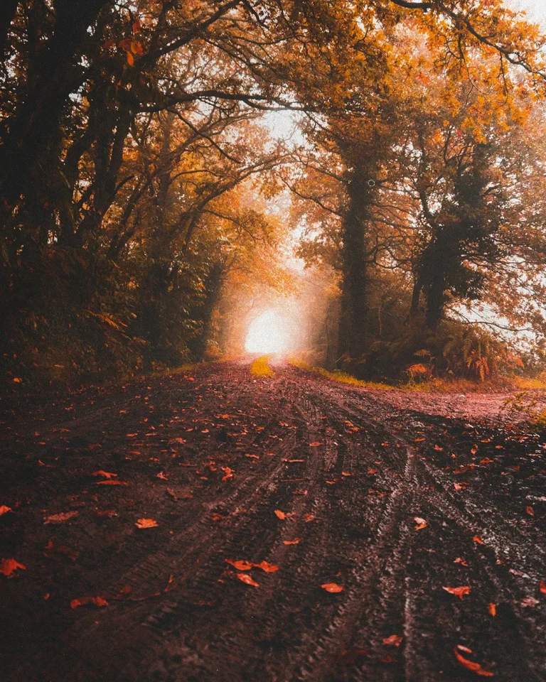 Sunlit path through an autumn forest, symbolizing spiritual journey and divine guidance in faith and community.