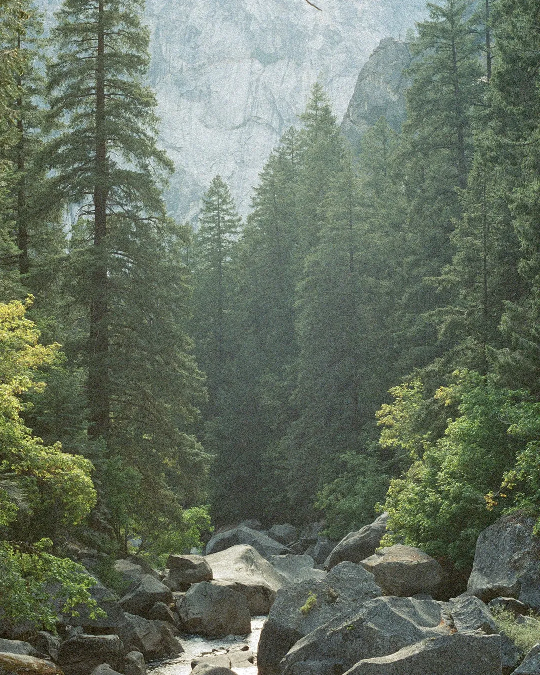 Lush forest with towering trees and a gentle stream, symbolizing God's creation and the beauty of nature in faith.