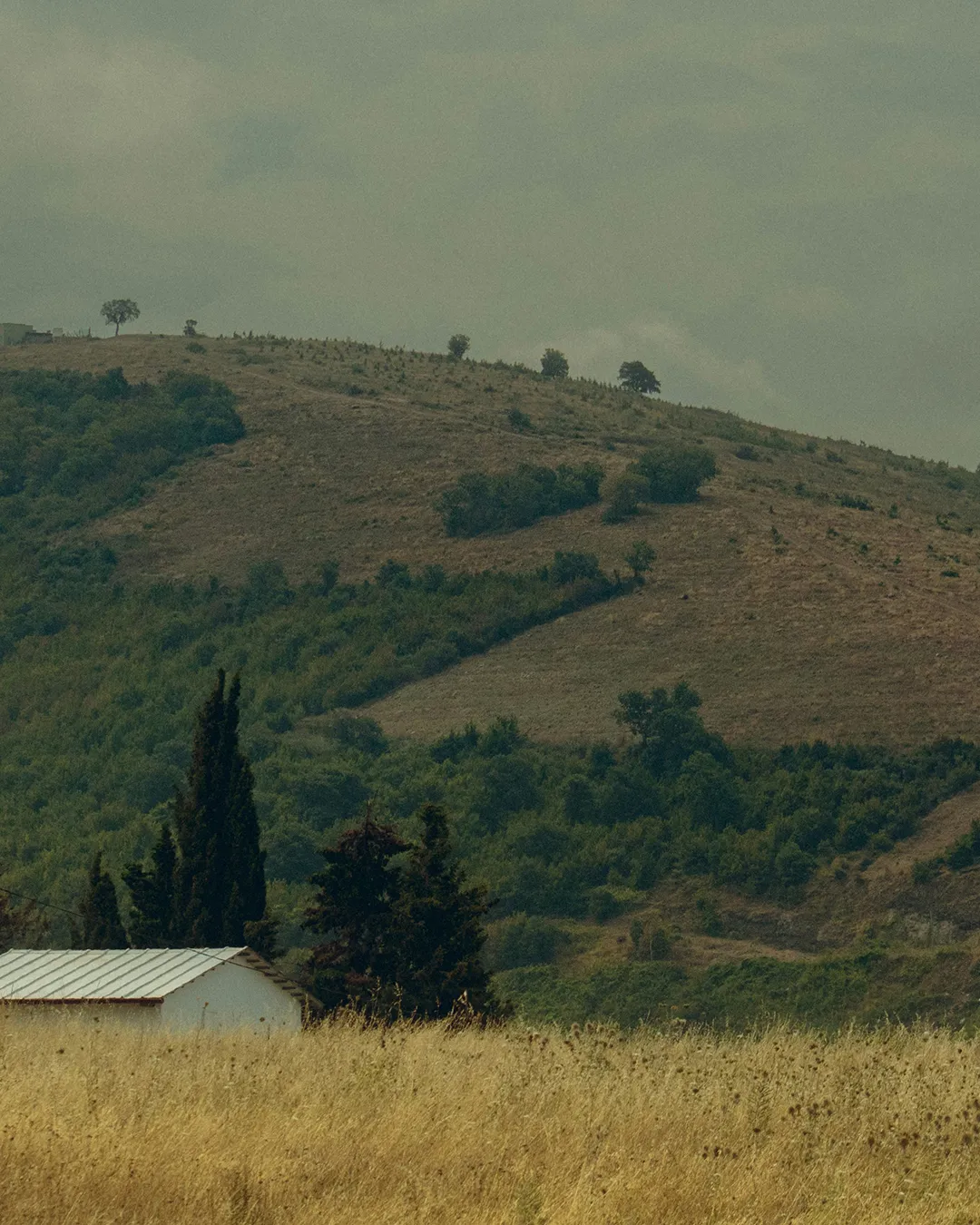 Rolling hills under a cloudy sky, with a small white building and tall trees, symbolizing peace and community in nature.