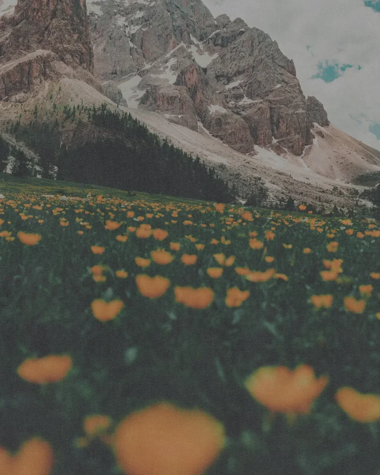 Vibrant orange flowers bloom in a lush green field, framed by majestic mountains under a cloudy sky, symbolizing God's creation.