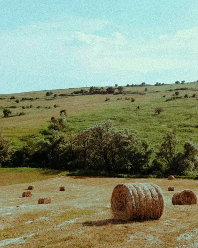 Golden fields with hay bales under a clear sky, symbolizing God's provision and the beauty of creation.