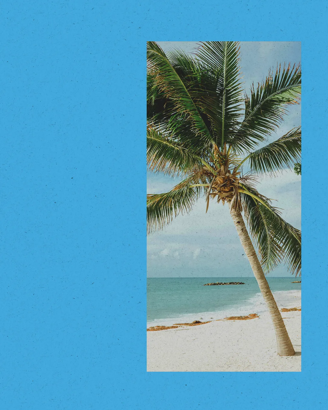 Palm tree by the serene beach, symbolizing peace and tranquility in faith and community.