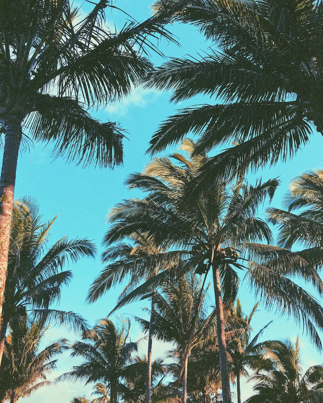 Tall palm trees sway under a bright blue sky, symbolizing peace, community, and the beauty of God's creation.