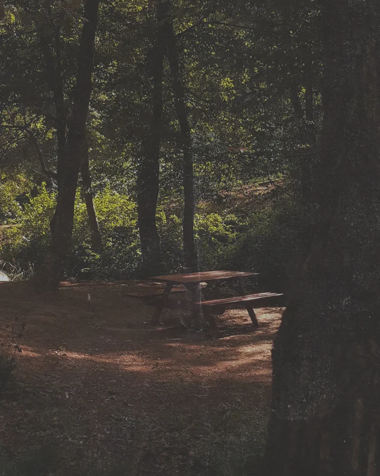 Sunlit picnic area surrounded by trees, inviting fellowship and reflection in nature's quiet embrace.